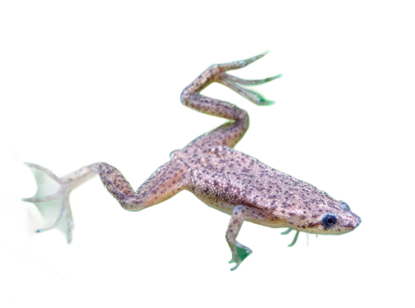 African Dwarf Frog - NageoireBleue