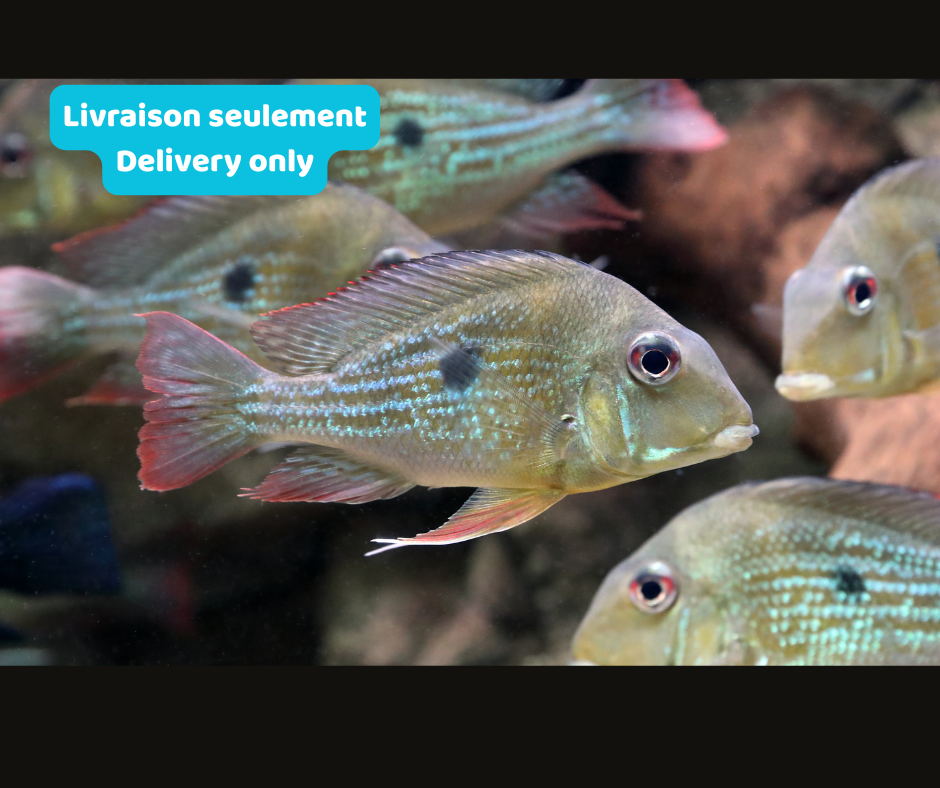 Geophagus altifron araguari (Livraison seulement) - NageoireBleue