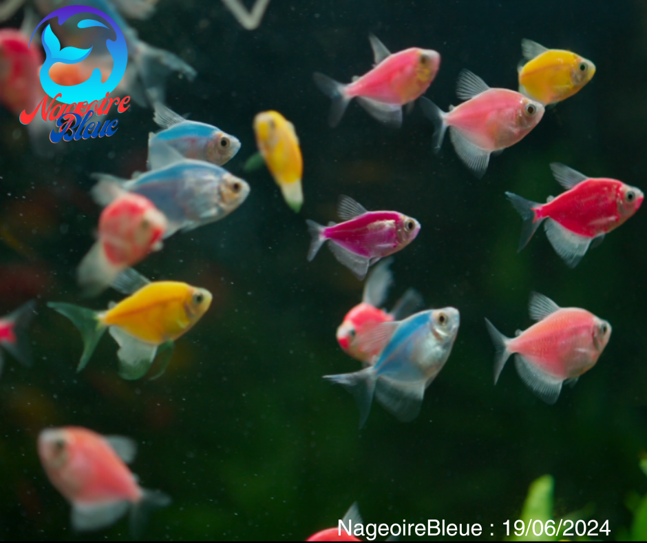 Glo fish - NageoireBleue
