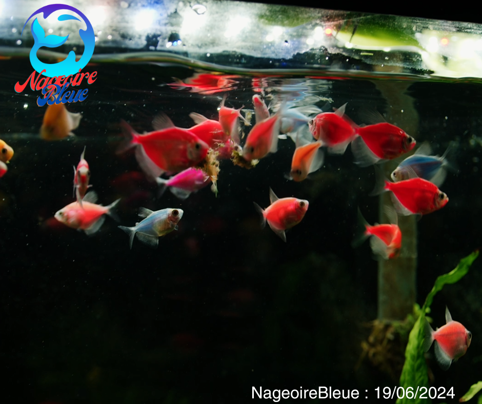 Glo fish - NageoireBleue