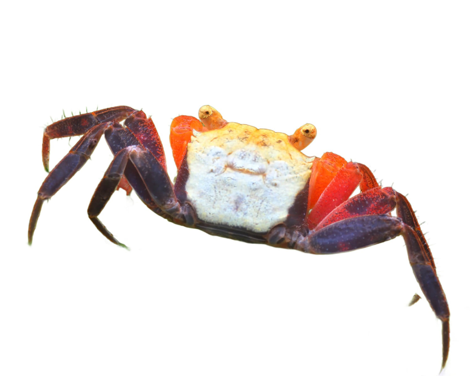 Crabe Geosesarma ( PLusieurs couleurs disponibles ) - NageoireBleue