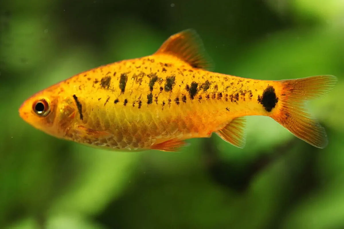golden barb