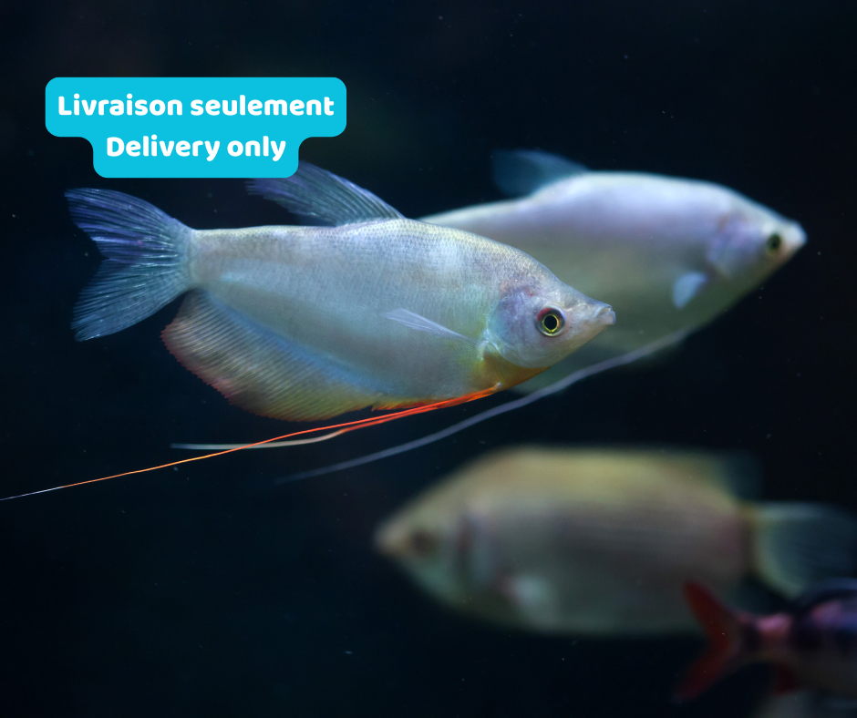 Gourami lune (Livraison seulement) - NageoireBleue