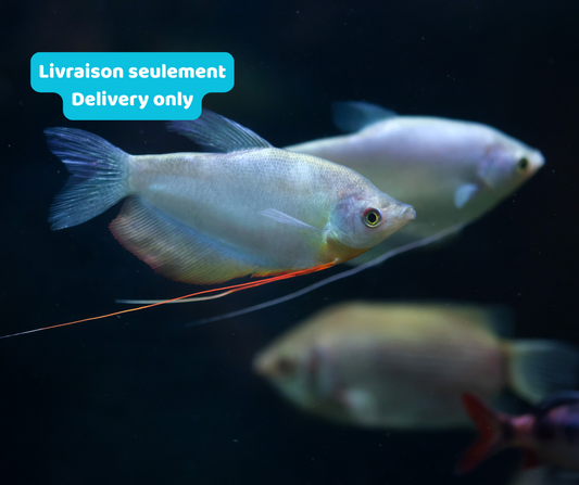 Gourami lune (Livraison seulement) - NageoireBleue