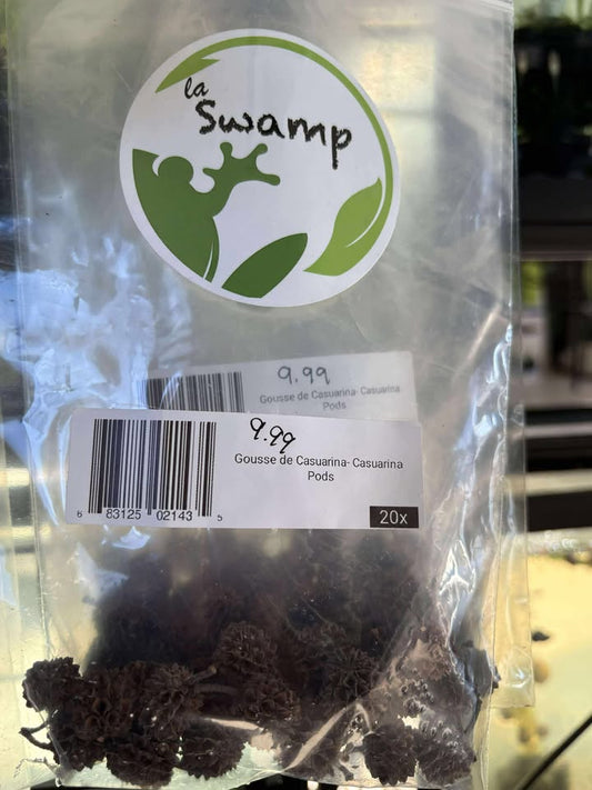 Gousse de casuarina (20 morceaux) - NageoireBleue