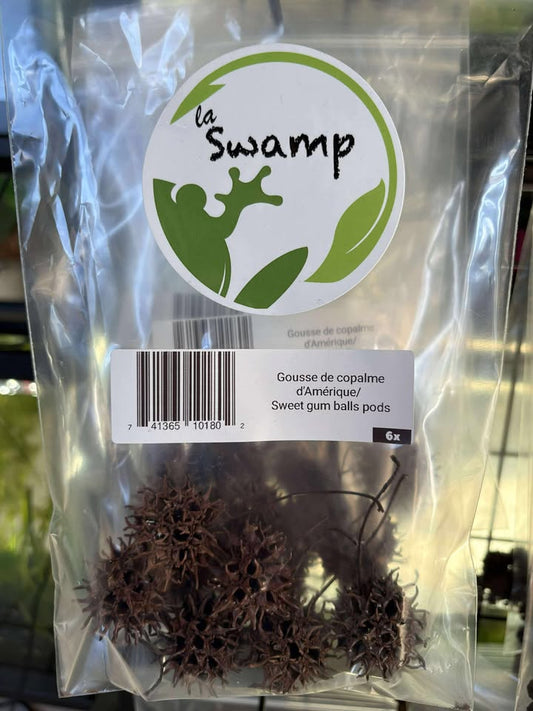 Gousses de copalme d’Amérique (6 morceaux) - NageoireBleue