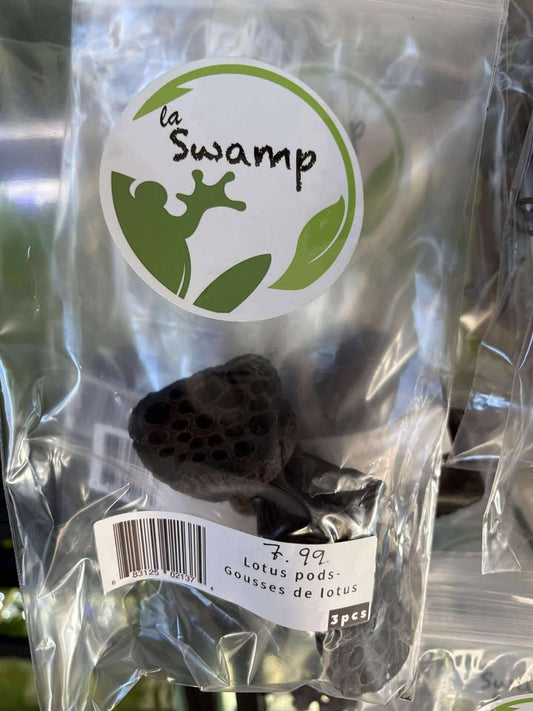 Gousse de lotus (3 morceaux) - NageoireBleue