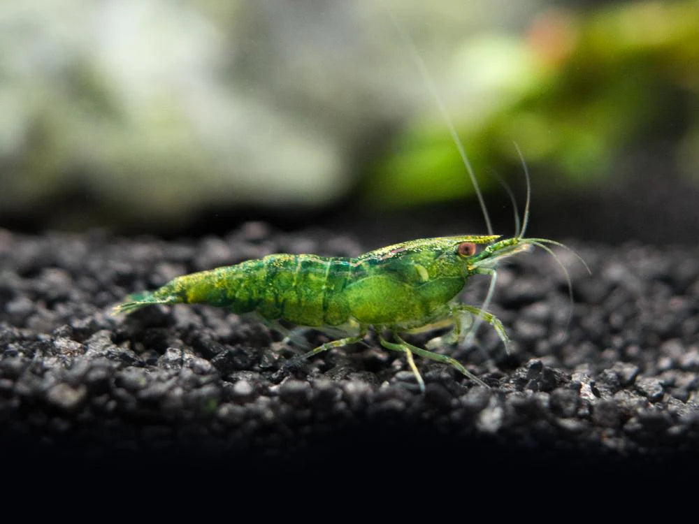 Crevette verte Émeraude - NageoireBleue
