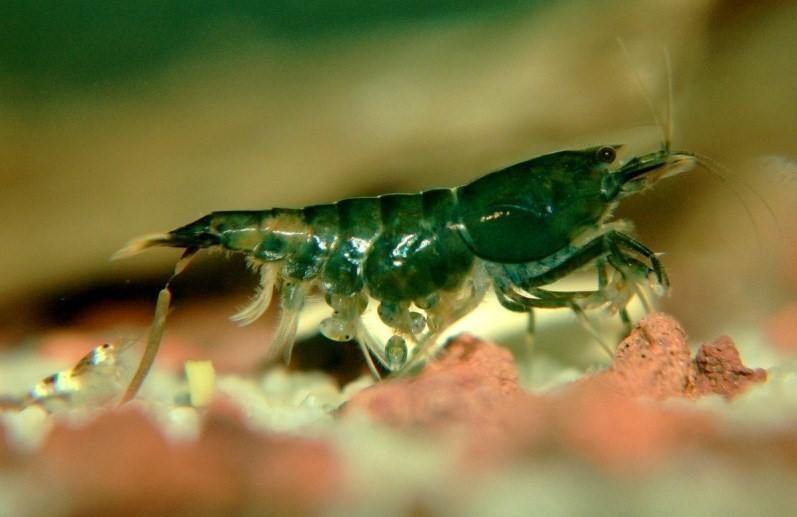 Crevette Green Jade - NageoireBleue