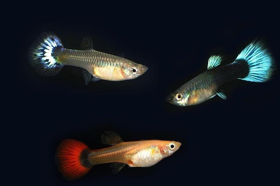 Guppy Mix Femelle (Les couleurs peuvent varier) - NageoireBleue