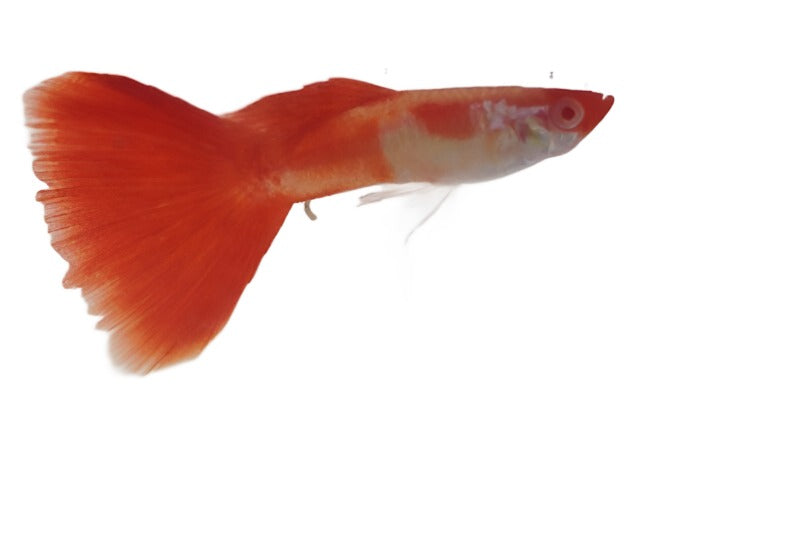 Gupyy Koi Male - NageoireBleue