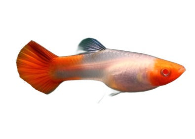 Guppy Koi femelle - NageoireBleue