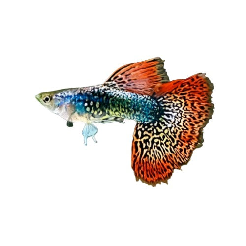 Guppy Red Dragon (Paires) - NageoireBleue