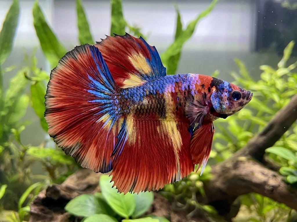 Betta Koi demi-lune mâle