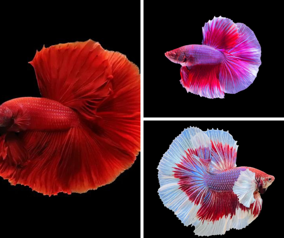 Betta Half-Moon (Photo à titre indicatif, les couleurs peuvent varier) - NageoireBleue