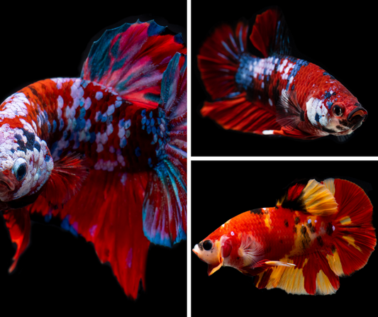 Betta Male Koi (Photo à titre indicatif, les couleurs peuvent varier) - NageoireBleue