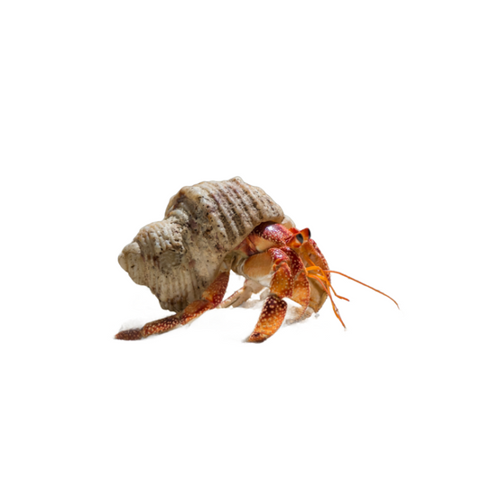Hermit crab - NageoireBleue