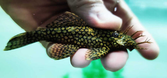 Honeycomb Ancistrus ( 1.5 pouces ) , Disponible pour la livraison semaine prochaine et en magasin le 27 octobre - NageoireBleue