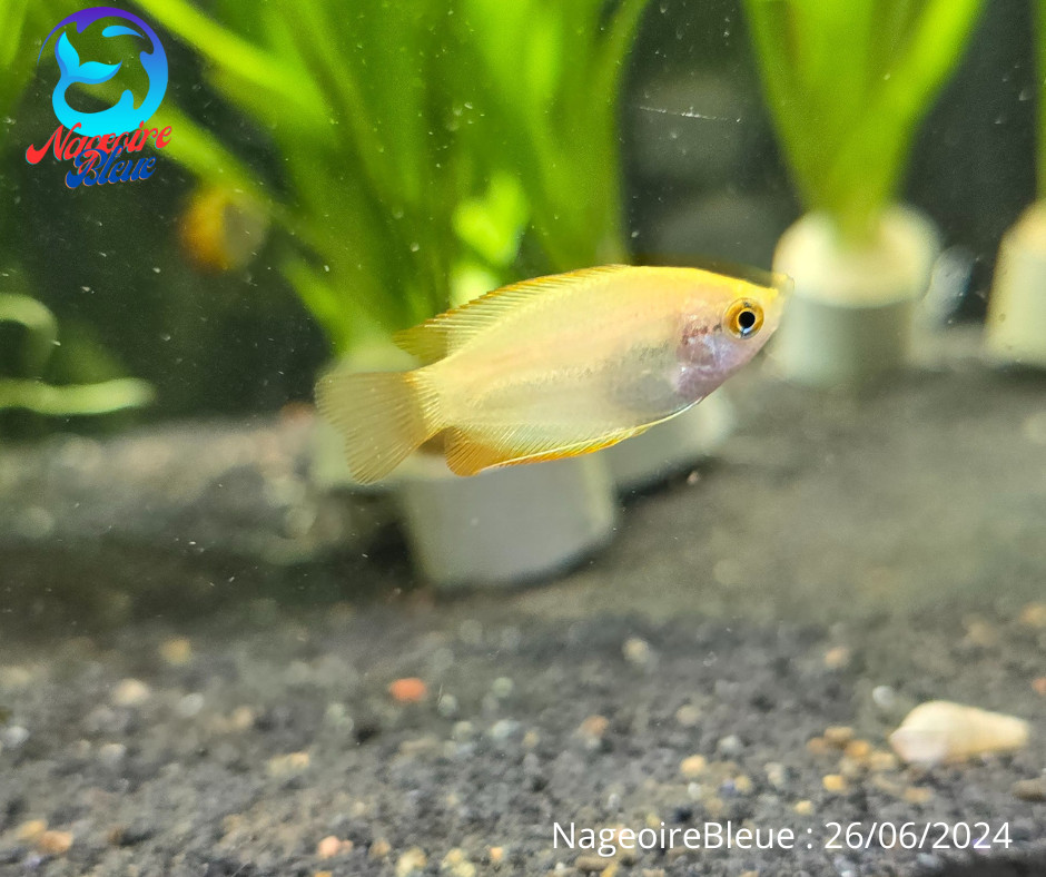 Gourami Or Miel