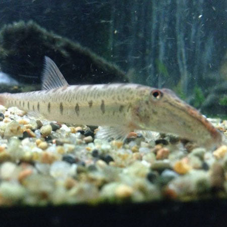 Horseface loach (Acantopsis dialuzona)