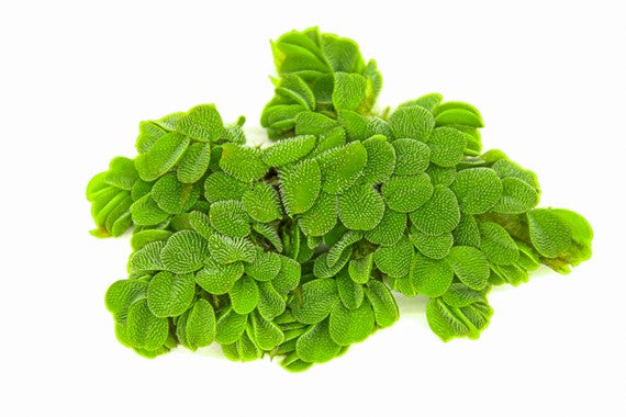 Salvina Plante flottantes - NageoireBleue