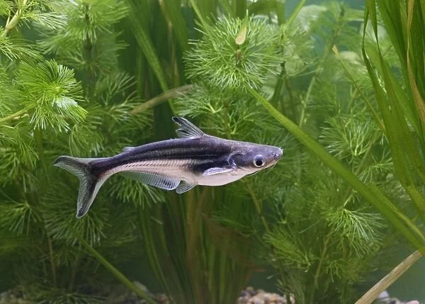 Iridescent shark(Pangasianodon hypophthalmus) ) - NageoireBleue