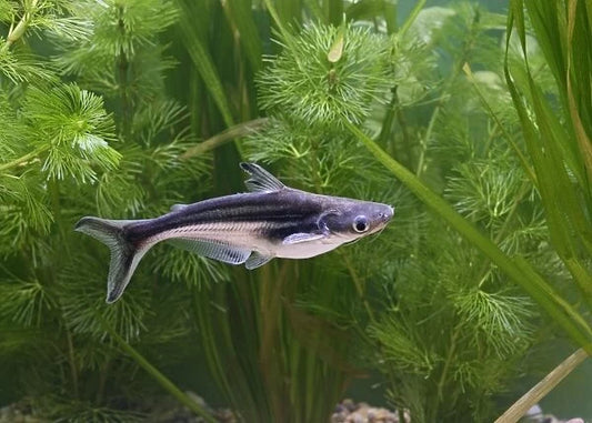 Iridescent shark(Pangasianodon hypophthalmus) ) - NageoireBleue