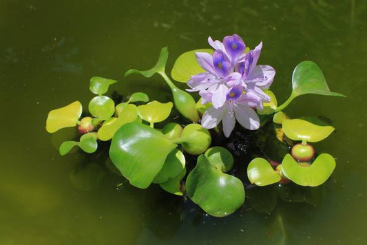 Jacinthe d'eau XL - NageoireBleue