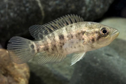 Cichlid Jaguar