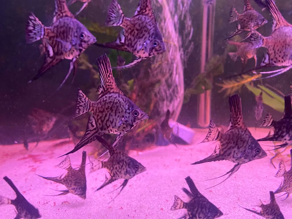 Blue Leopard Snakeskin Scalaire (Jeune) - NageoireBleue