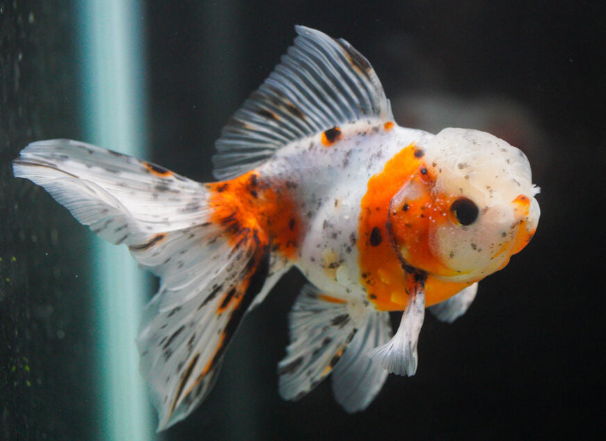Oranda Calico (Medium) "Les couleurs peuvent varier." - NageoireBleue