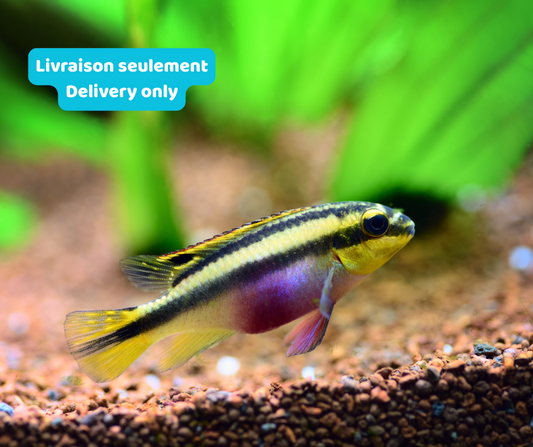 Cichlidé Kribensis (Livraison seulement) - NageoireBleue