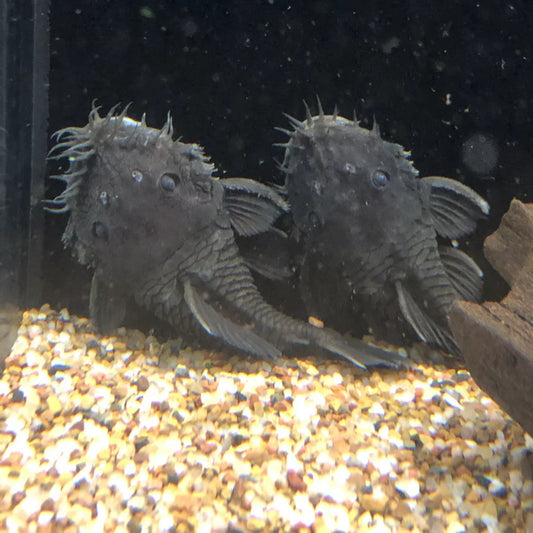 Pleco Medusa L34 - NageoireBleue