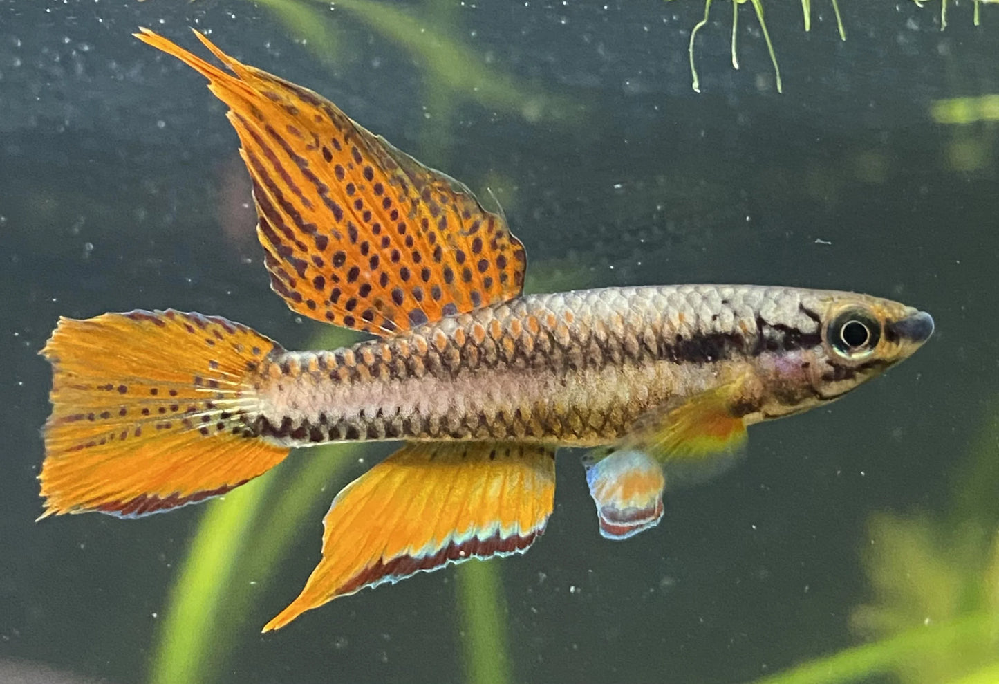 Lagos red Killifish (En paire)