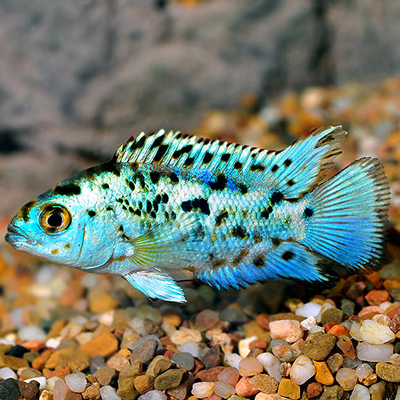 Jack Dempsey Bleue Electrique