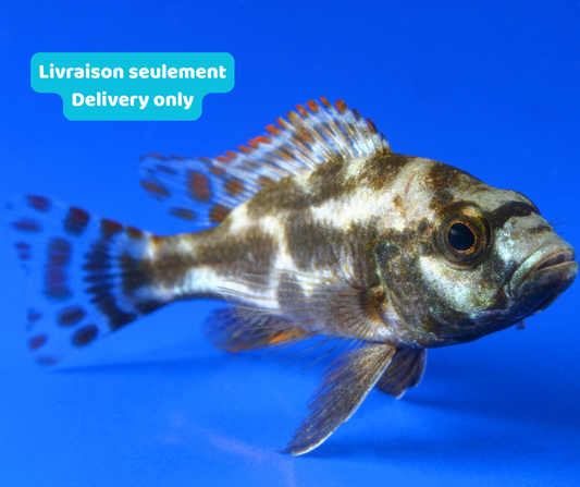 Cichlidé Livingstoni (Livraison seulement) - NageoireBleue