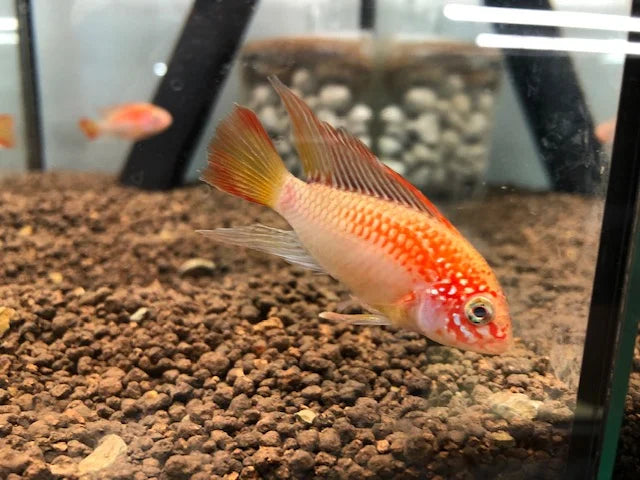 Apistogramma macmasteri "gold red shoulder" (1 mâle + 1 femelle)