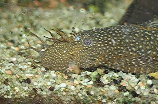 Ancistrus temminckii mâles adultes