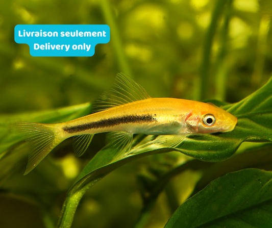 Mangeur d’algues chinois marbré (Livraison seulement) - NageoireBleue