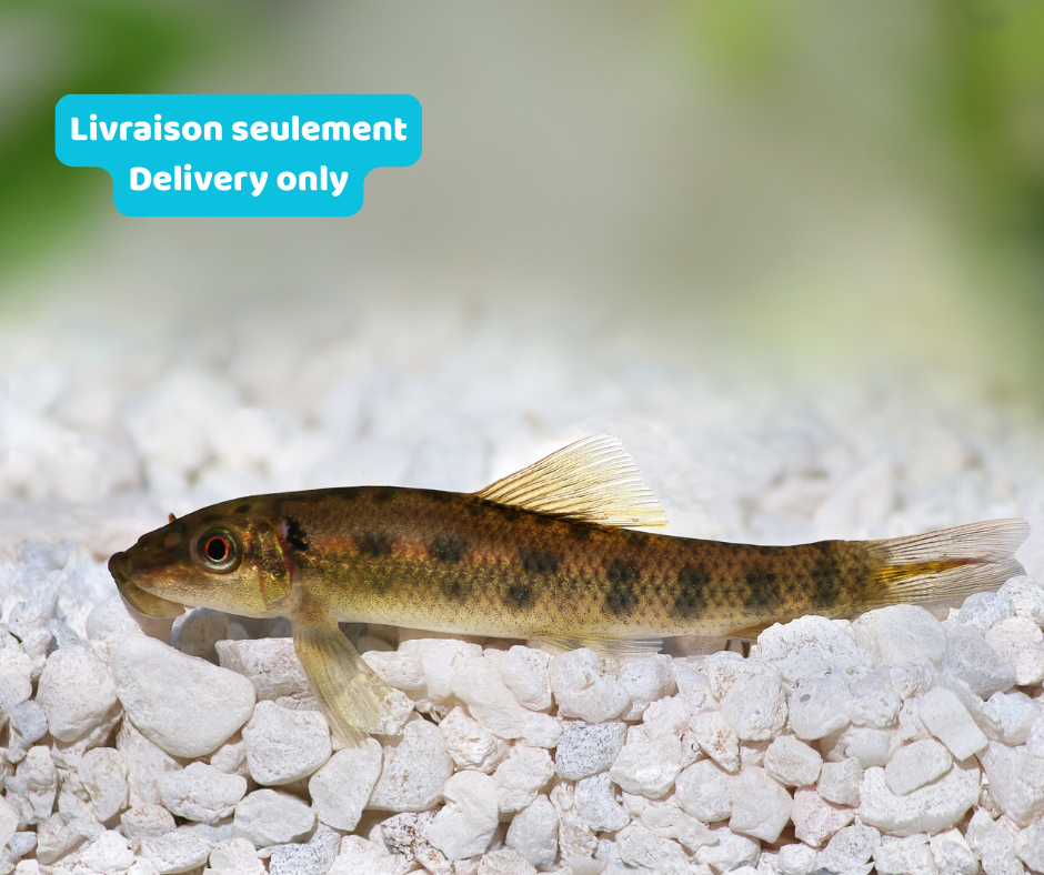 Mangeur d'algues chinois (Livraison seulement) - NageoireBleue