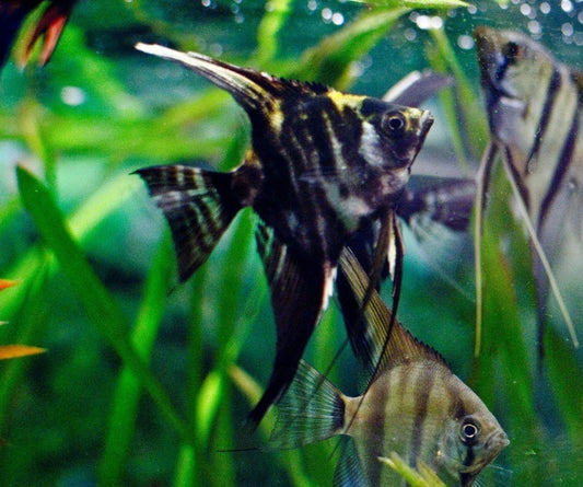 Scalaire Marbré XL - NageoireBleue