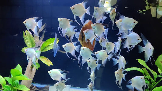 Scalaire Bulgarian Seal Point - NageoireBleue