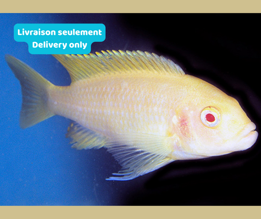 Cichlidé Zèbre Albino Mbuna (Livraison seulement) - NageoireBleue