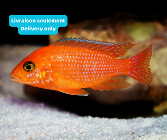 Cichlidé Mbuna Zèbre Rouge (Livraison seulement) - NageoireBleue