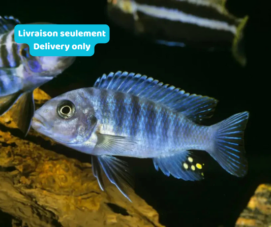Cichlidé Zèbre Bleu ''Maylandia zebra'' (Livraison seulement) - NageoireBleue