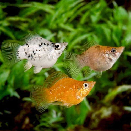 Molly Ballon - NageoireBleue