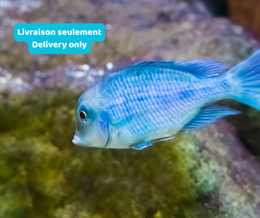 Cichlidé Moorii (Livraison seulement) - NageoireBleue