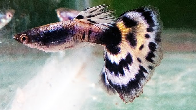 Guppy mosaic blanc (Mâle) - NageoireBleue