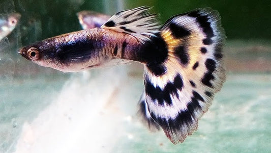 Guppy mosaic blanc (Mâle) - NageoireBleue
