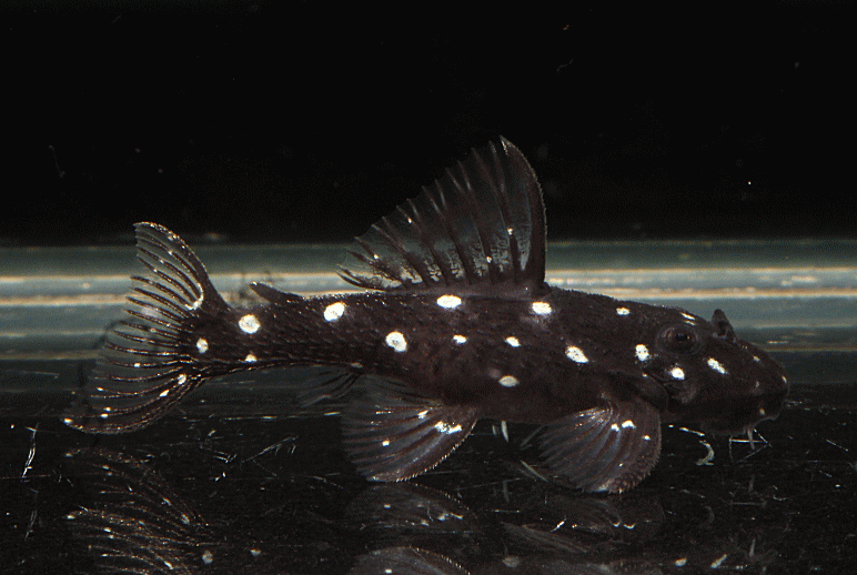 Pleco L-280 (nain maximum 5 cm )
